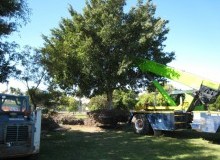 Kwikfynd Tree Management Services
humevale